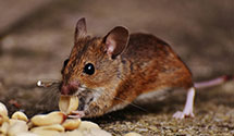 24 Hour & Emergency Exterminators in Galloway, NJ
